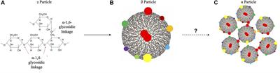 From Prokaryotes to Eukaryotes: Insights Into the Molecular Structure of Glycogen Particles